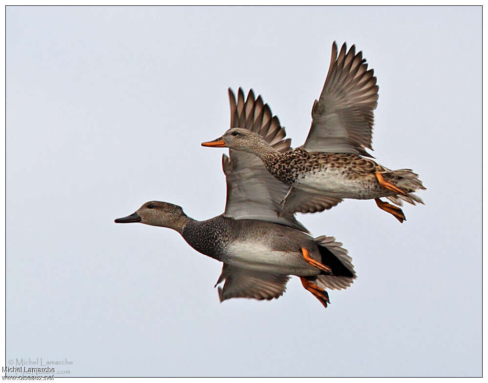 Canard chipeauadulte, Vol