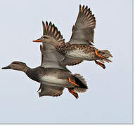 Gadwall