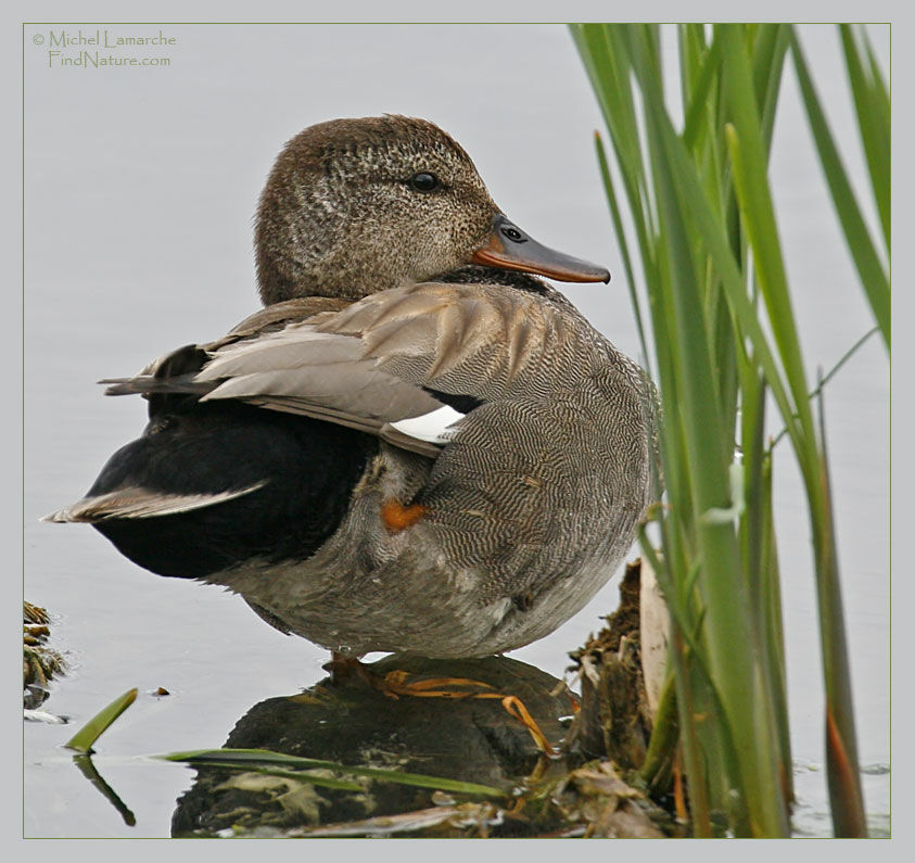 Canard chipeau