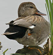 Gadwall