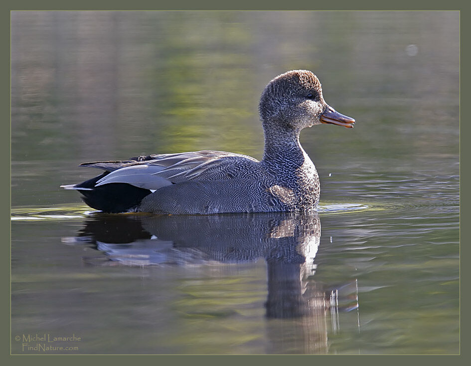 Canard chipeau mâle adulte