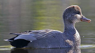 Gadwall