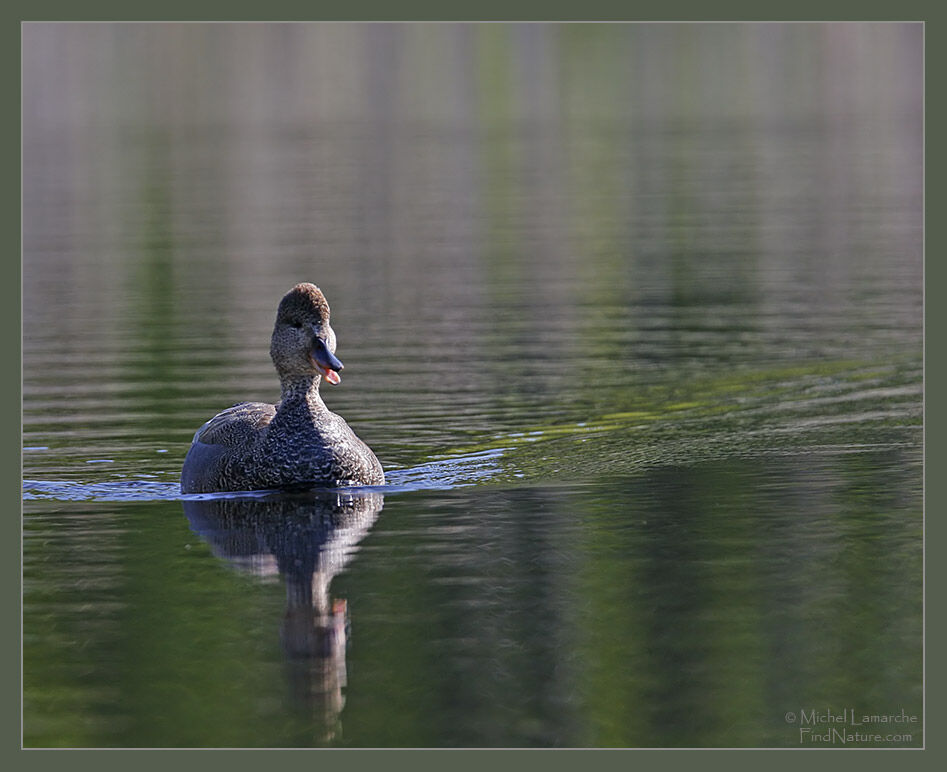 Canard chipeau mâle adulte