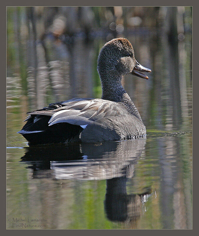 Gadwall male adult