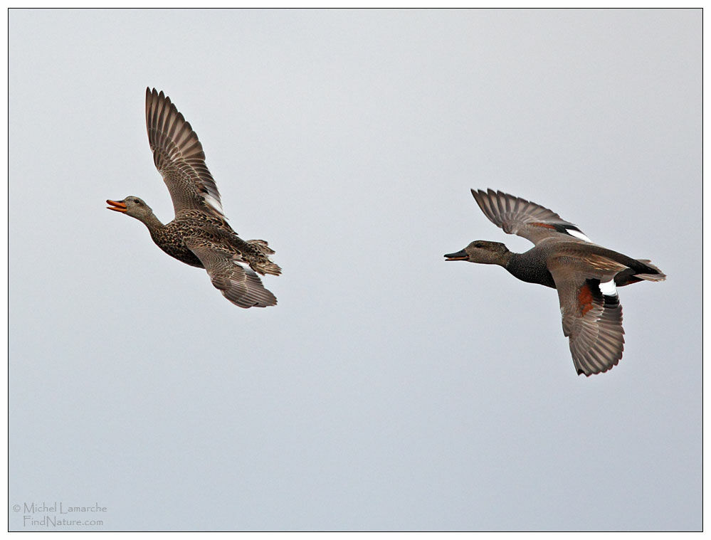 Canard chipeau adulte, Vol