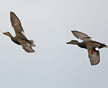 Gadwall