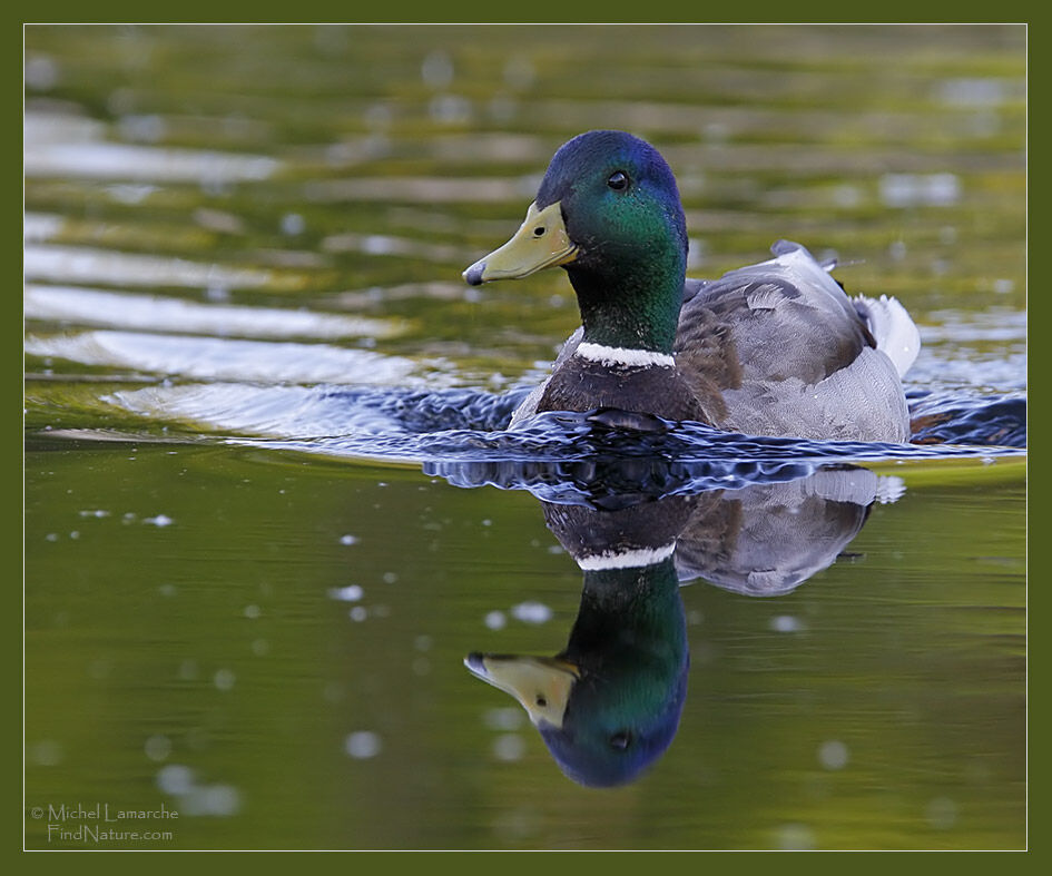 Canard colvert mâle adulte