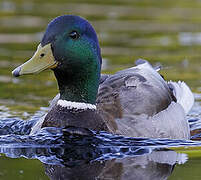 Canard colvert