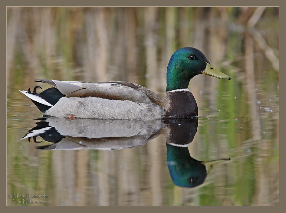 Canard colvert mâle adulte