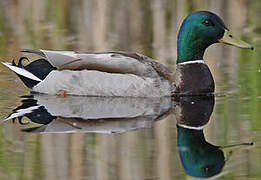 Canard colvert