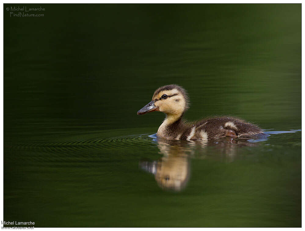 MallardPoussin, identification