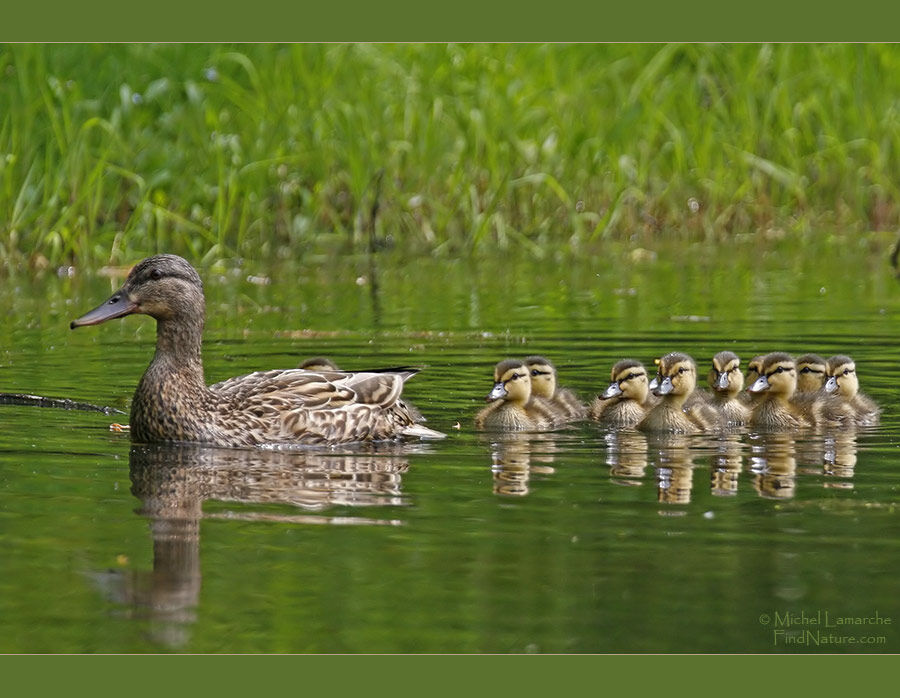 Canard colvert femelle adulte