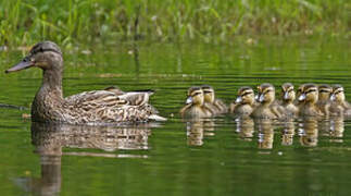 Canard colvert