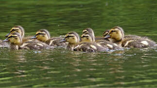 Canard colvert