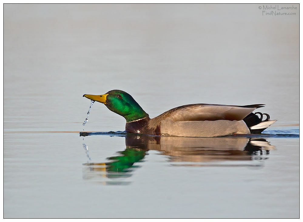 Canard colvert