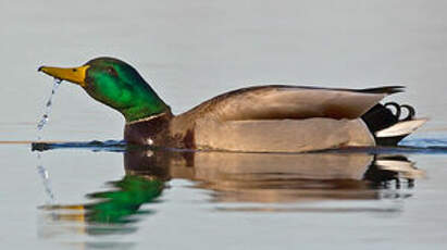 Canard colvert