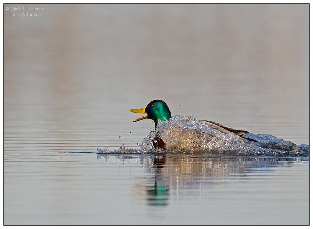 Canard colvert mâle adulte