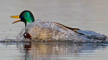 Canard colvert