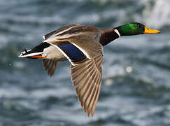 Canard colvert