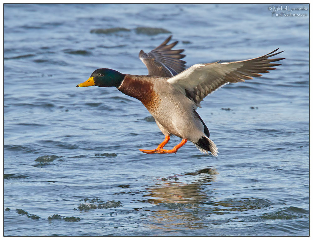 Mallard male adult