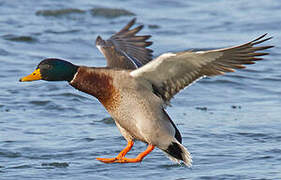 Canard colvert