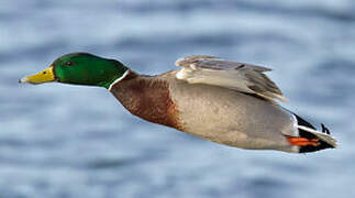 Canard colvert