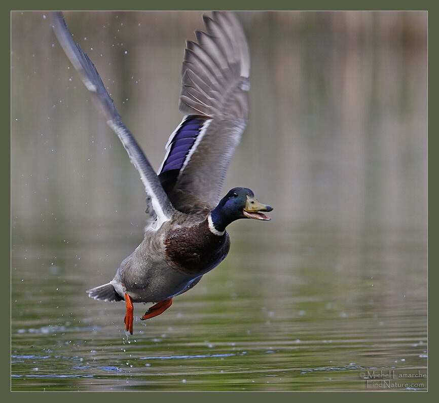 Canard colvert mâle adulte