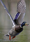 Mallard