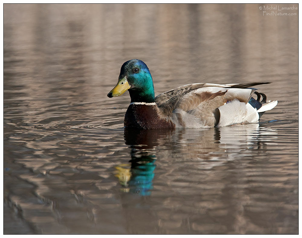 Canard colvert mâle adulte