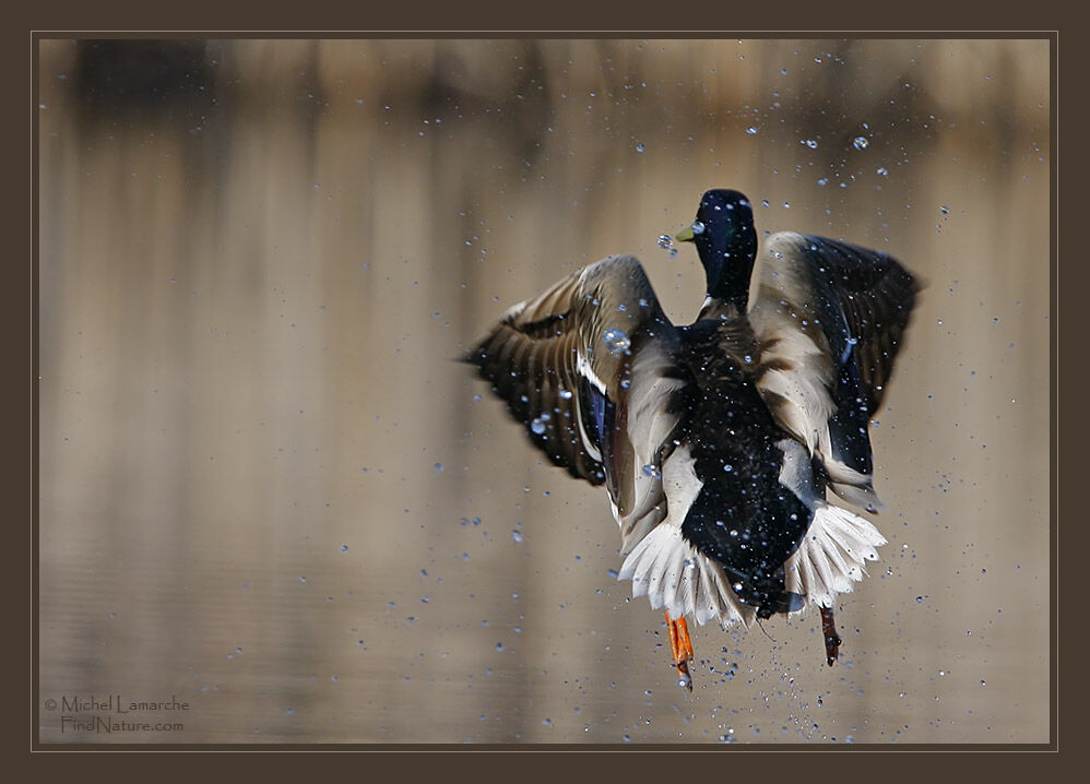 Canard colvert mâle adulte, Vol