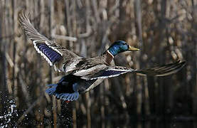 Canard colvert