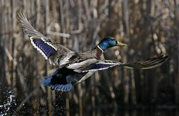 Canard colvert