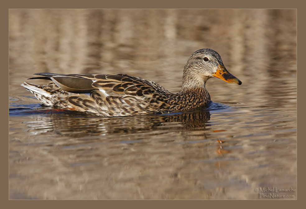 Canard colvert femelle adulte