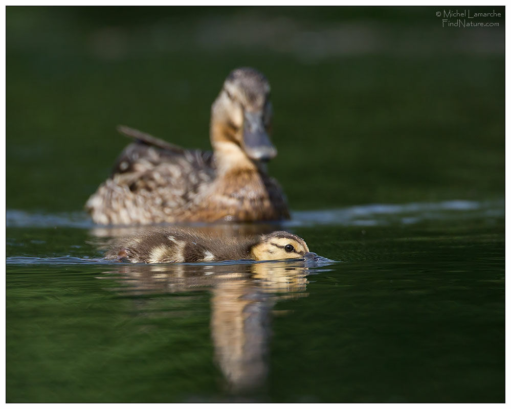 Mallard