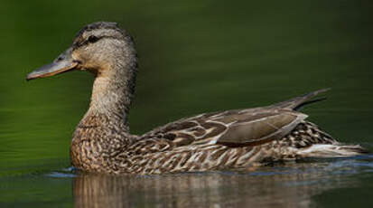 Canard colvert