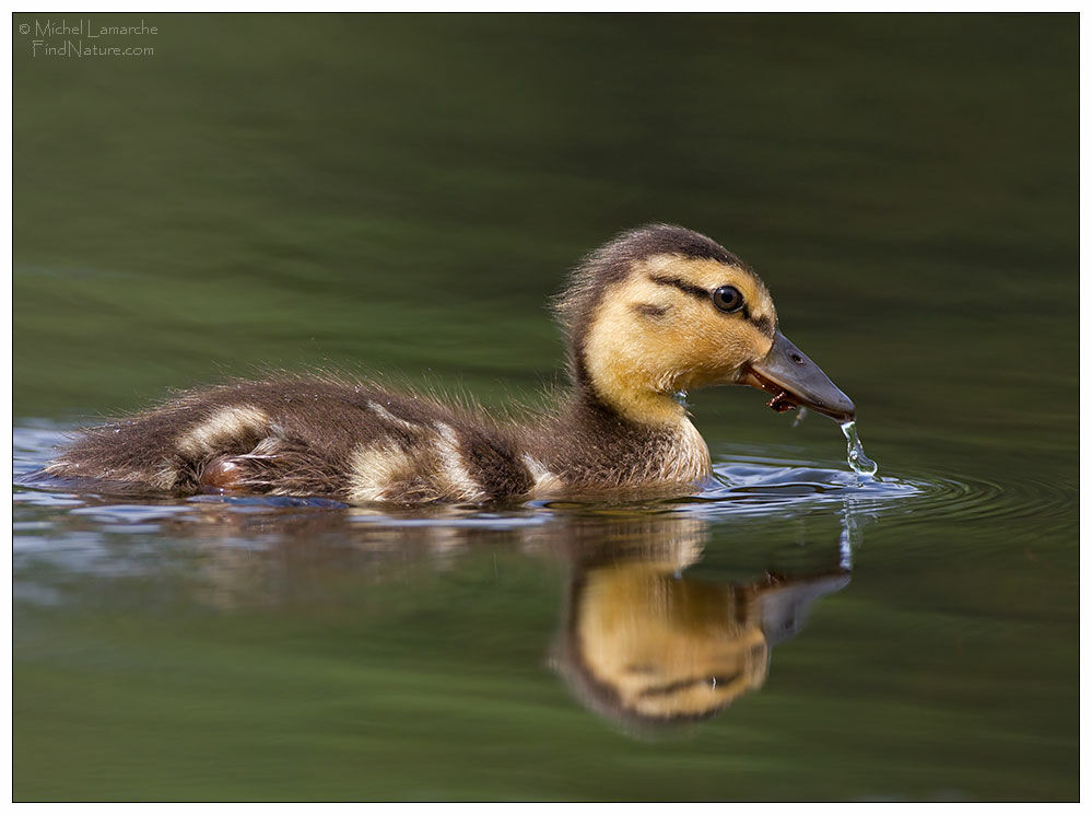 Mallardjuvenile