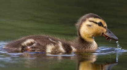 Canard colvert