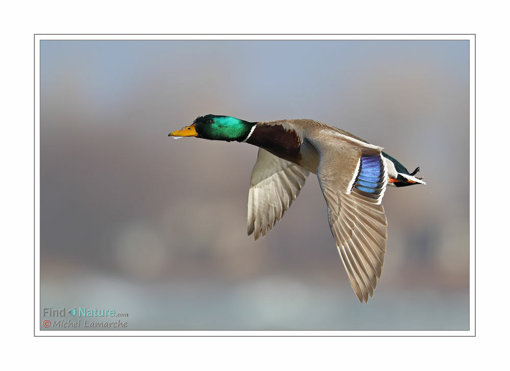 Canard colvert mâle adulte, Vol