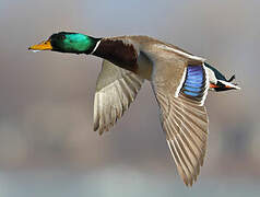 Canard colvert