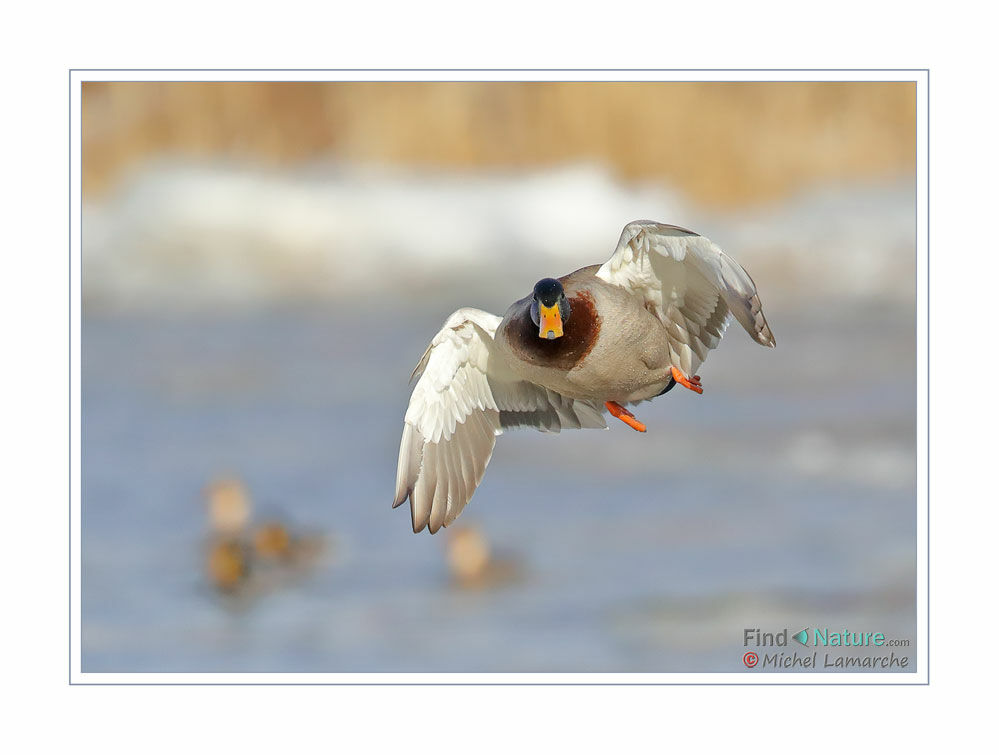 Canard colvert mâle adulte, Vol