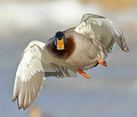 Canard colvert