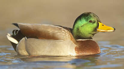 Canard colvert