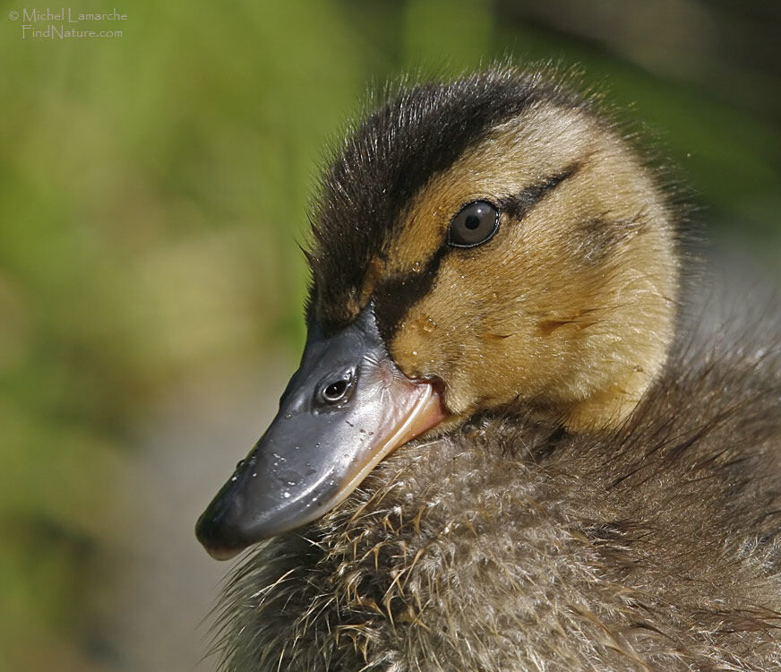 Canard colvert