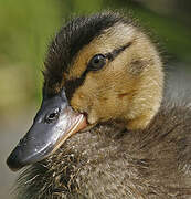 Canard colvert