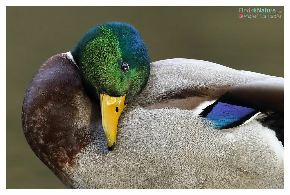 Canard colvert mâle adulte