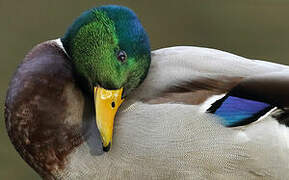 Mallard