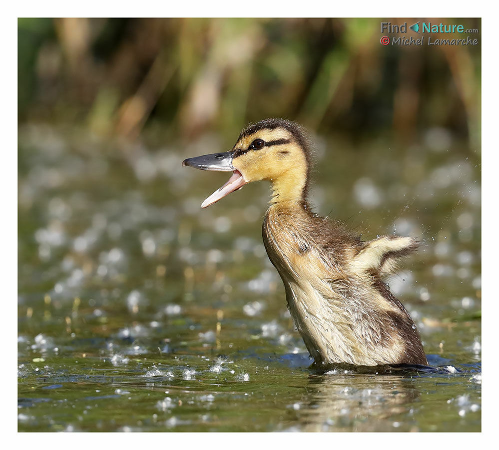 MallardPoussin