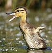 Canard colvert