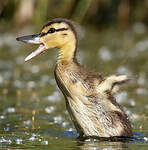 Canard colvert