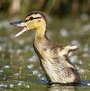 Canard colvert